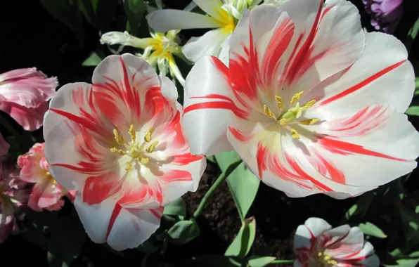 Flowers, tulips, striped