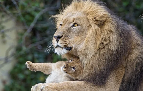 Кошки, лев, львёнок, пара ©Tambako The Jaguar