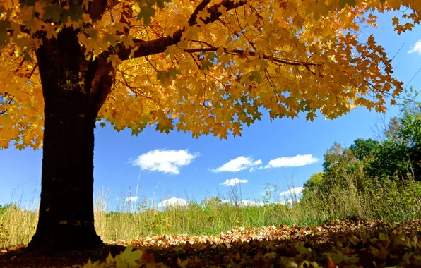 Картинка осень, небо, листья, дерево