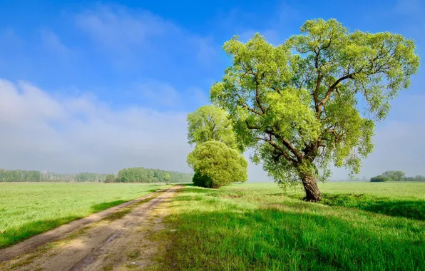 Дорога, зелень, поле, лето, небо, облака, путь, синева