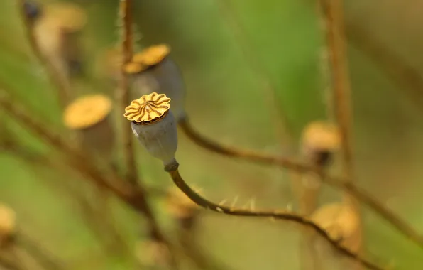 Plant, dry, poppy seed