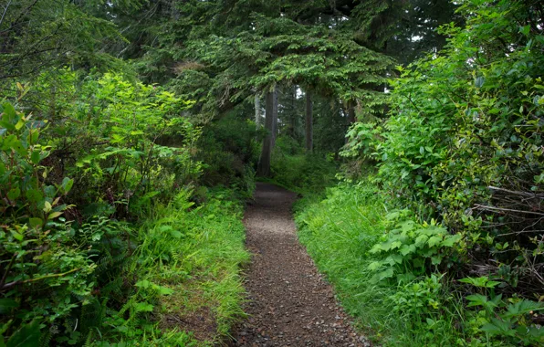Зелень, лес, природа, green, дорожка, forest, Nature, path