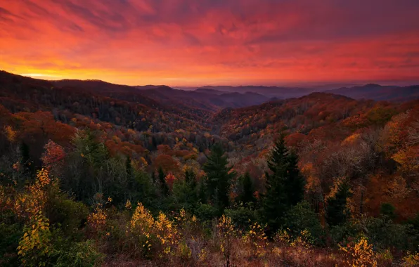 Картинка осень, лес, небо, деревья, закат, краски