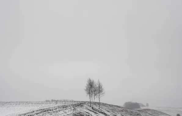 Зима, поле, берёзы