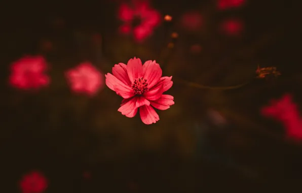Цвет, Цветок, Растение, Растения, Flower, Flowers, Color, Flora
