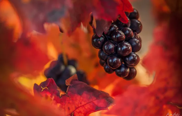Осень, листья, виноград, гроздь, боке