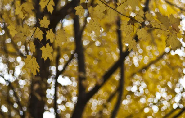 Осень, листья, макро, блики, фокус, Дерево, желтые, размытость