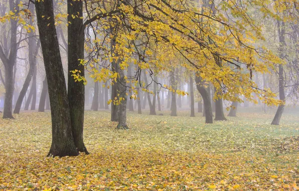 Осень, листья, деревья, желтый, пасмурно, листва