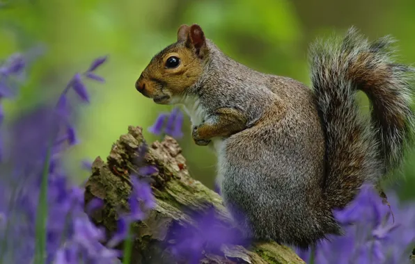 Картинка цветы, белка, профиль
