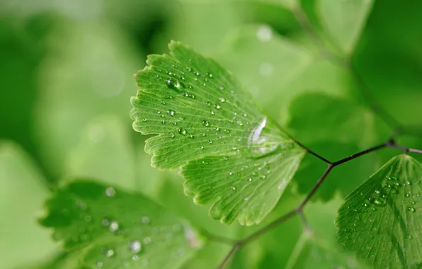 Вода, капли, макро, природа, фон, зеленые листья, мокрое