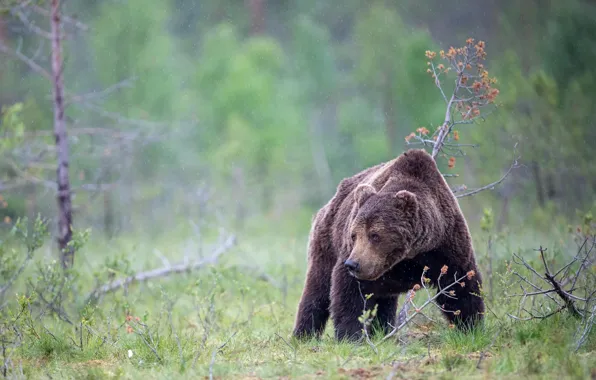 Картинка осень, лес, лето, трава, взгляд, морда, капли, природа