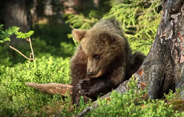Картинка лес, взгляд, морда, природа, поза, малыш, медведь, медвежонок