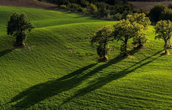 Картинка деревья, поля, Италия, Italy, Marche, Марке, Monti Sibillini National Park, Национальный парк Монти-Сибиллини