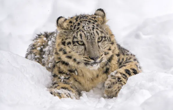 Морда, снег, хищник, лежит, ирбис, снежный барс, дикая кошка, снежный леопард
