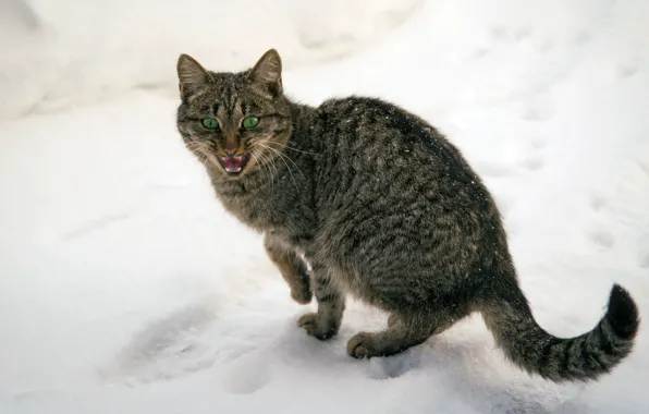 Зима, кошка, кот, снег, зеленоглазый, замерз, мяукает, бедный