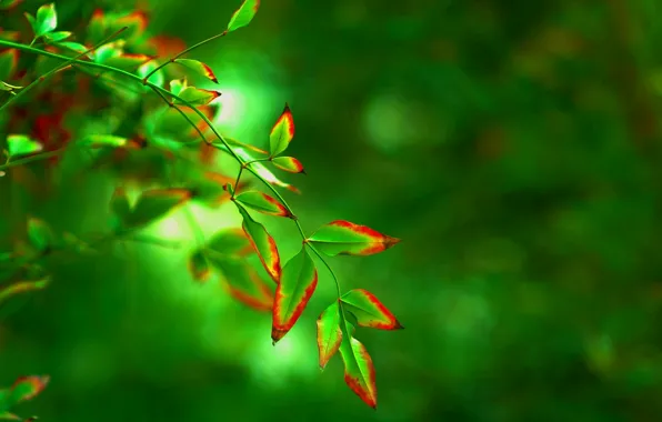 Картинка листья, макро, красный, зеленый, фон, дерево, widescreen, обои