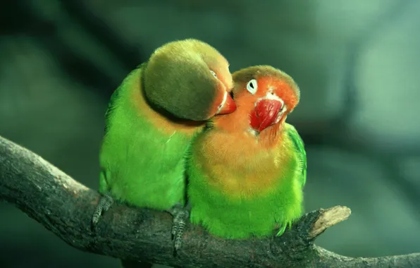 Картинка любовь, зеленые, попугайчики