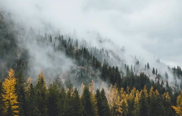 Картинка осень, лес, туман, дымка