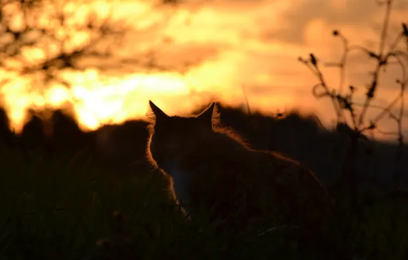Картинка кошка, кот, закат, природа
