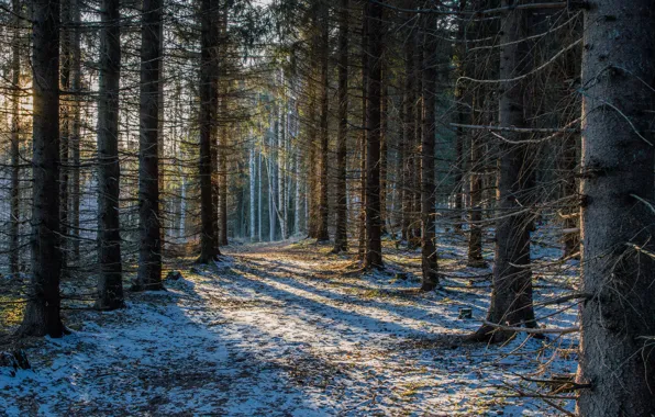 Лес, снег, Финляндия, Finland, Savonlinna