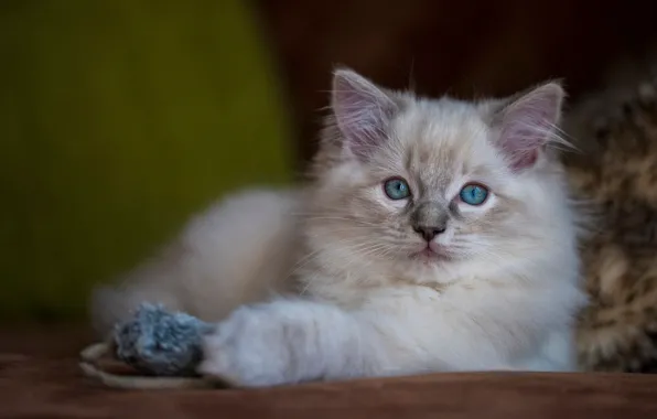 Кошка, котенок, фон, игрушка, пушистый, мышка, лежит, голубоглазый