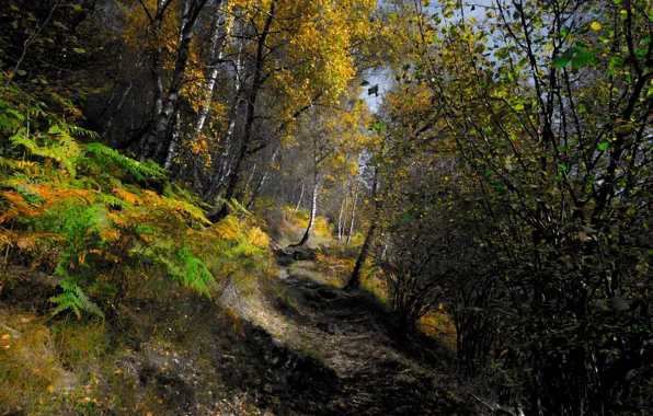 Осень, лес, природа