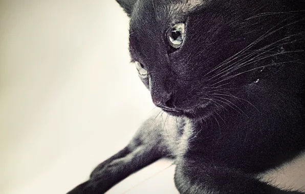 Wallpaper, black, animals, cat, cats