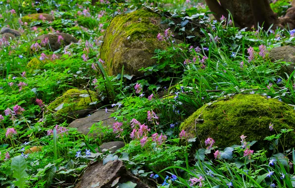 Flower, stones, plant