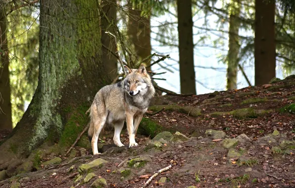 Картинка nature, snow, predator, face, animal, wolf, wildlife, portrait