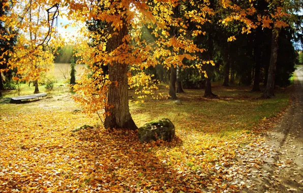 Листья, деревья, природа, парк, фото, Осень, тропинка