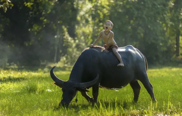 Настроение, мальчик, наездник, Тайланд, Thailand, буйвол
