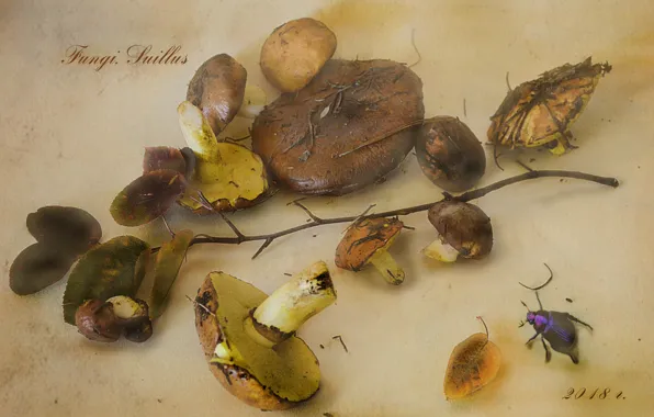 Картинка осень, листья, грибы, жук, ветка, маслята, ботанический альбом