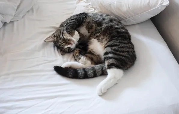 Картинка кот, кровать, спит