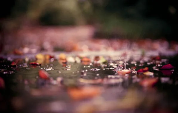 Картинка осень, листья, вода, капли, макро, брызги, парк, лужи