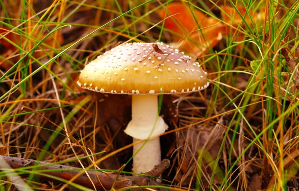Forest, mushroom, toadstool