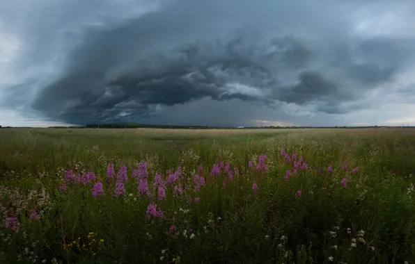 Картинка поле, лето, небо, цветы, тучи, шторм, поля, Россия