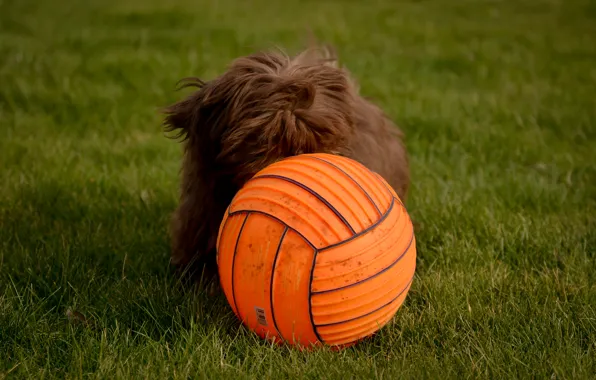 Картинка собака, мячик, лужайка