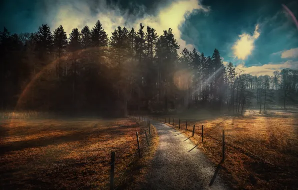 Дорога, природа, туман, утро