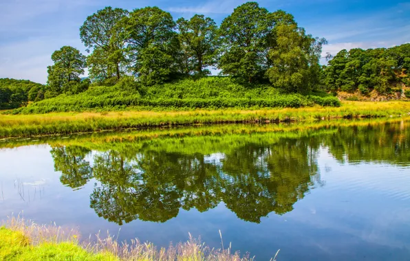 Трава, деревья, озеро, пруд, отражение, Англия