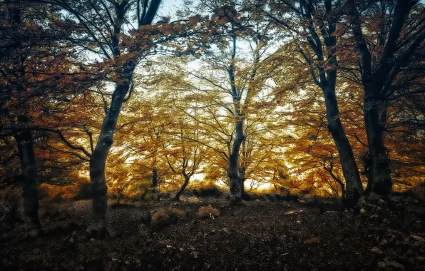 Осень, лес, природа