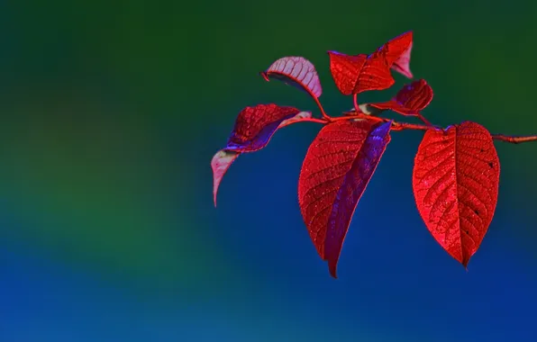 Картинка листья, красный, природа, обои, цвет