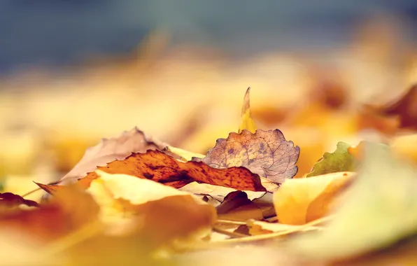Картинка осень, листья, фокус, желтые