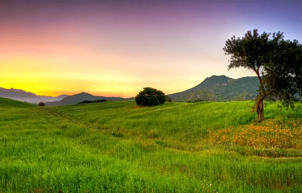 Трава, деревья, природа, дерево, пейзажи