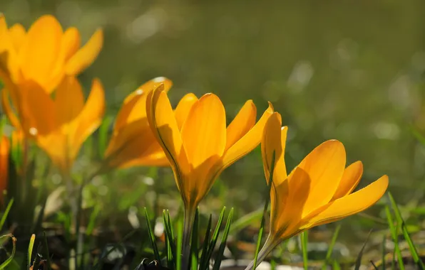 Flower, spring, crocus