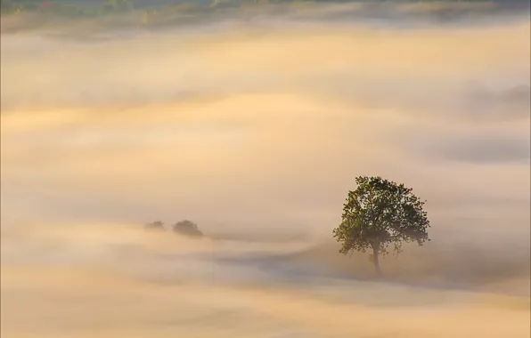 Картинка деревья, туман, дерево, утро