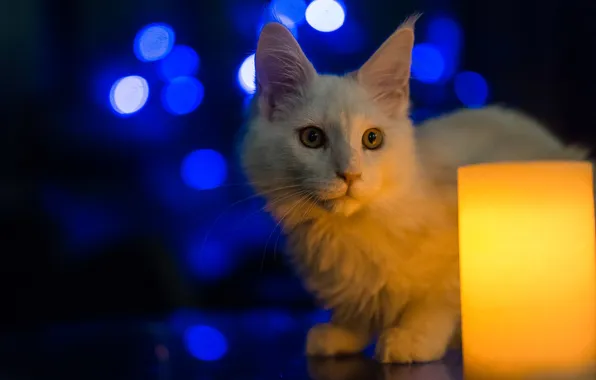 Кошка, белый, взгляд, свет, огни, поза, котенок, светильник