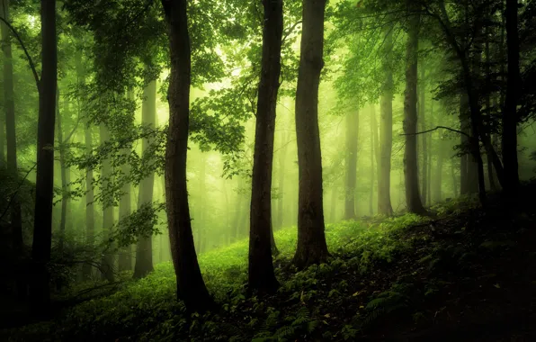 Картинка лес, трава, листья, деревья, туман