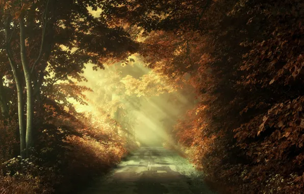 Картинка дорога, осень, листья, лучи, свет, деревья, ветки, природа