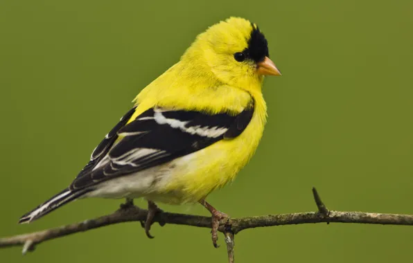 Птичка, американский, маленькая, самец, American, щегол, Goldfinch, Male