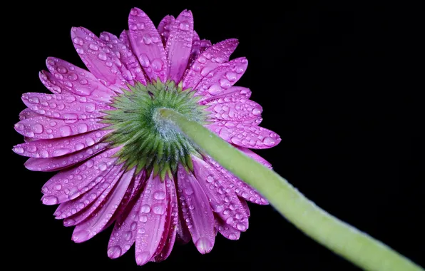 Картинка цветок, капли, drops, гербера, flower gerbera